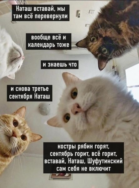 Наташа и коты