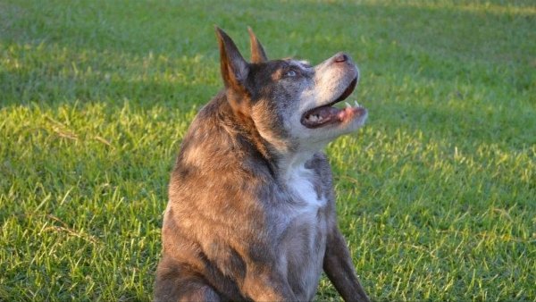 Сутулая овчарка Квазимодо