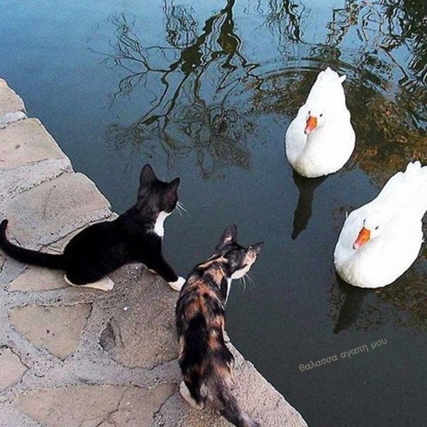 Рыбу принесли сначала покажите хлеб