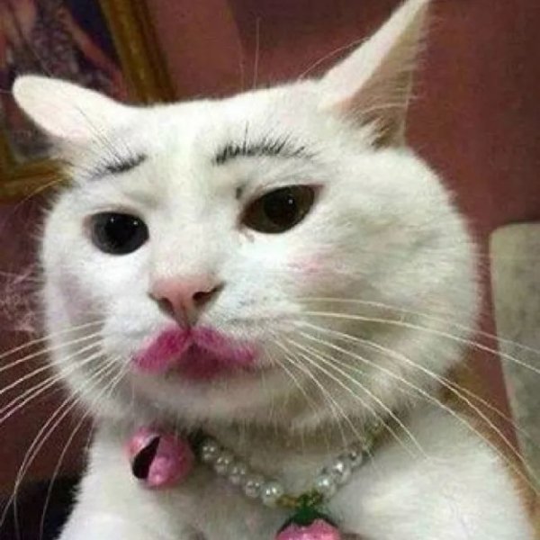 Кошка с накрашенными губами