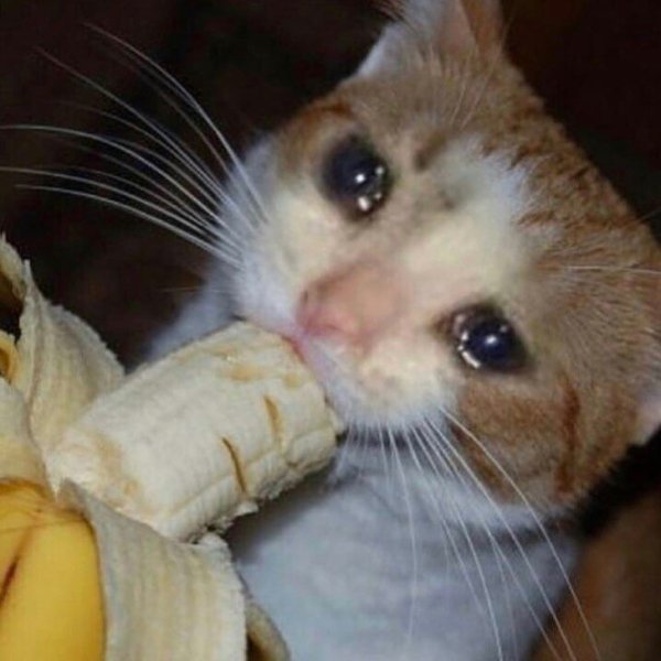 Грустный котик ест