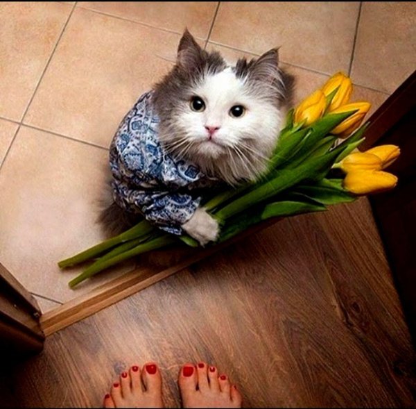 Кот дарит букетик