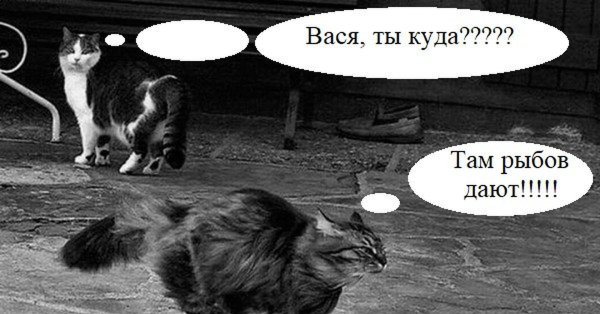 Мем про кота и рыбу