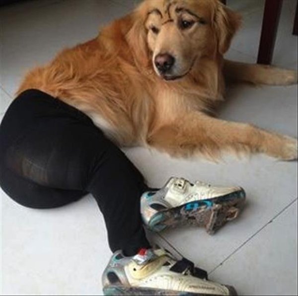 Собака в кроссовках