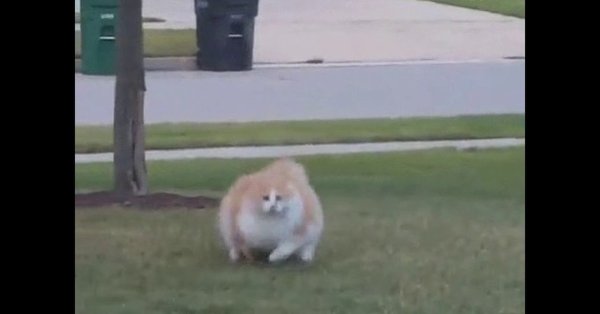 Толстый кот бежит