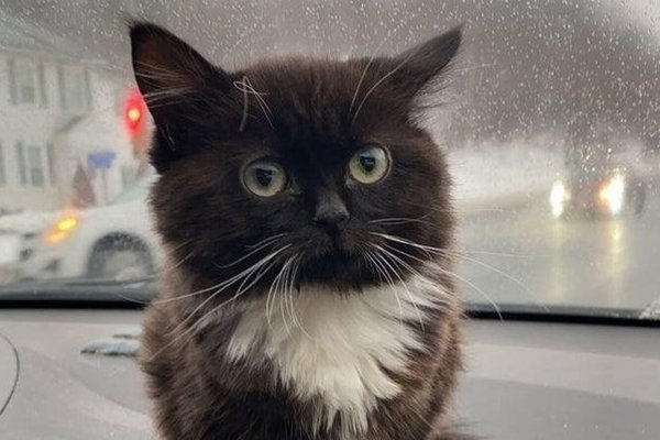 Чмоня котенок