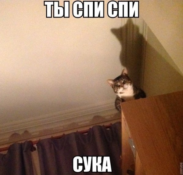 Коты спят мемы