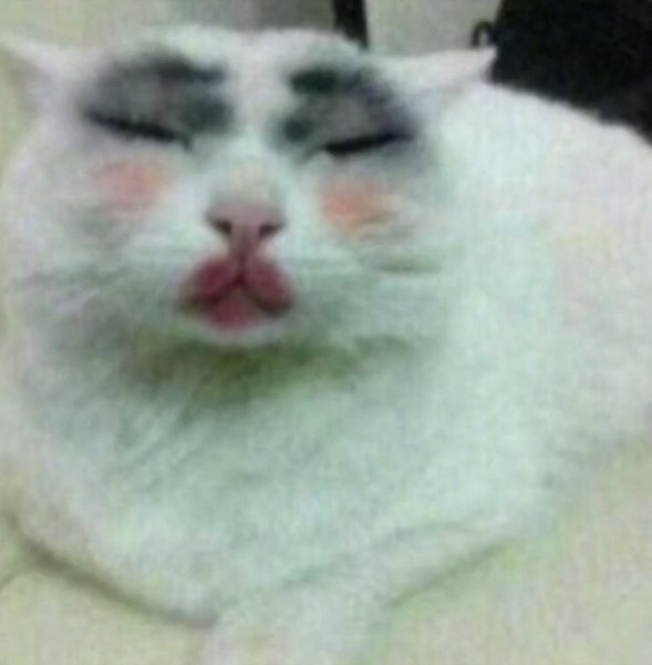 Накрашенная кошка смешная