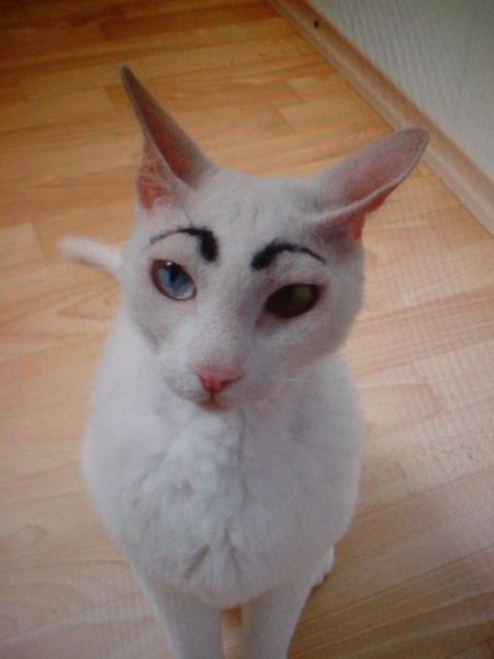 Кот с бровями Мем