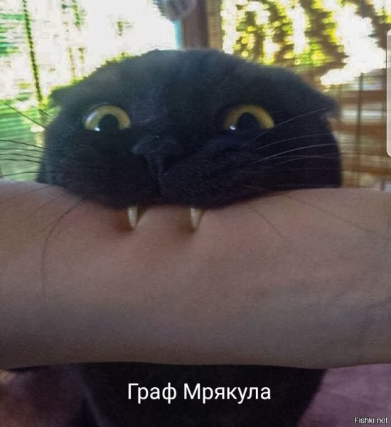 Черный кот Кусь