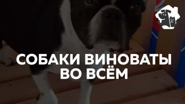 Собака не виновата