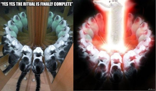 Котики вызывают сатану