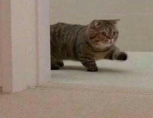 Кот шагает