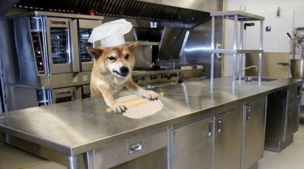 Собака готовит
