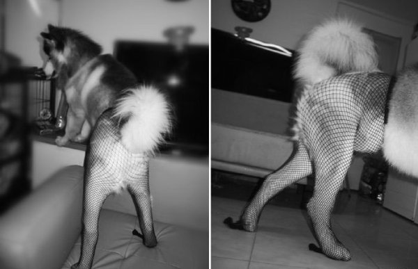 Собака в колгот женских