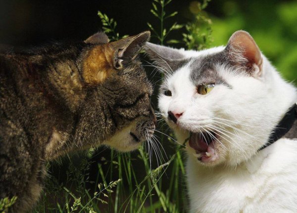 Коты для разговоров