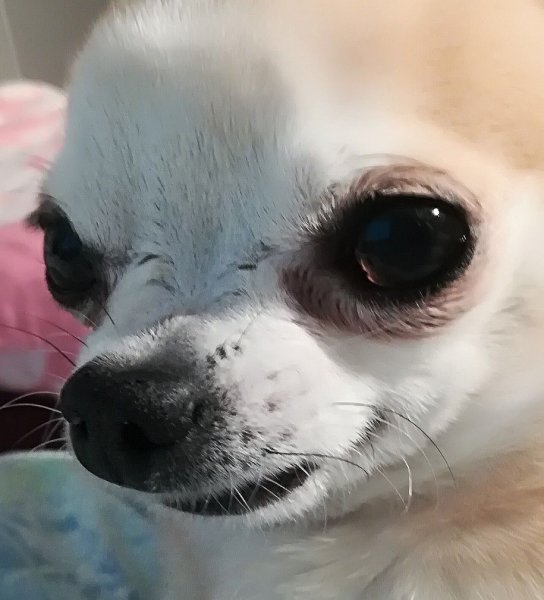 Злая чихуахуа