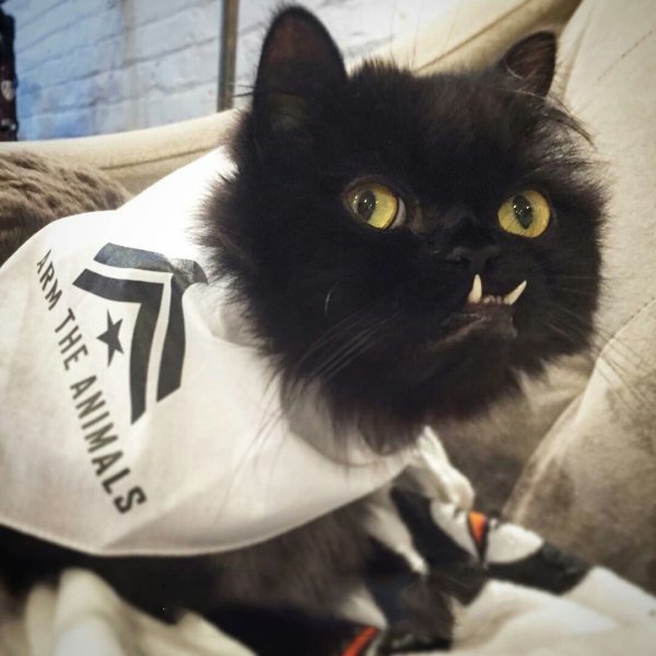 Локтар Огар кот