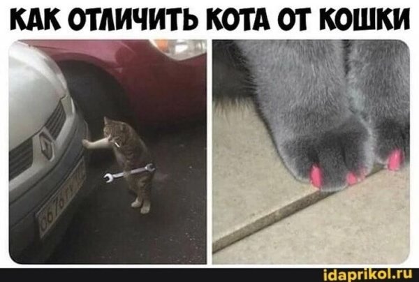 Кот с ключом и сигаретой
