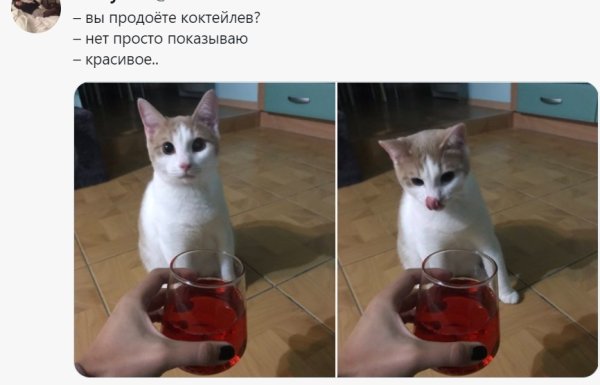 Мемы с котами красивое