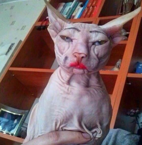 Накрашенный кот