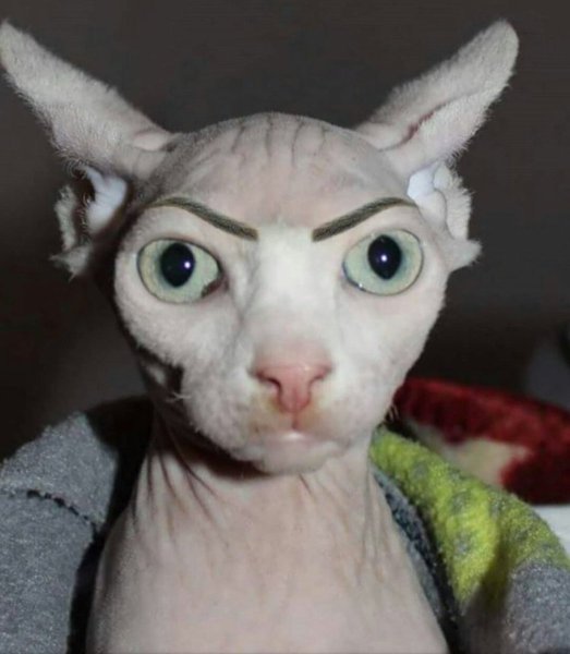 Сфинкс с бровями