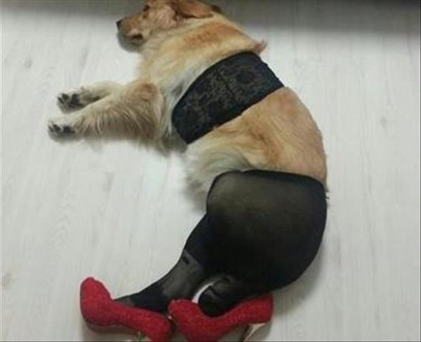 Собака в лифчике