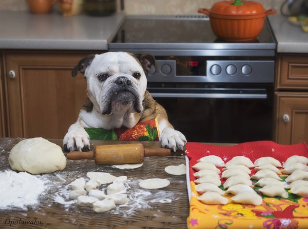 Собака на кухне