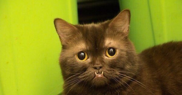 Лок'тар Огар