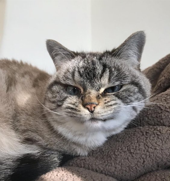 Кот вампир Локи