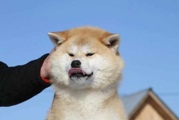 Акита Шиба ину