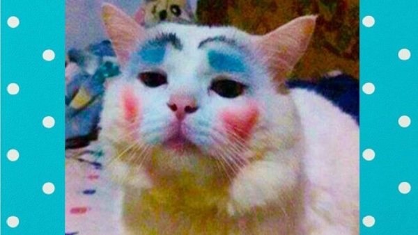 Котик с бровями накрашенными