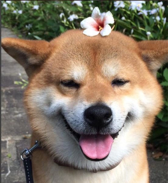 Собака-улыбака порода сиба-ину
