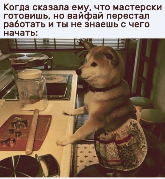 Сиба ину повар