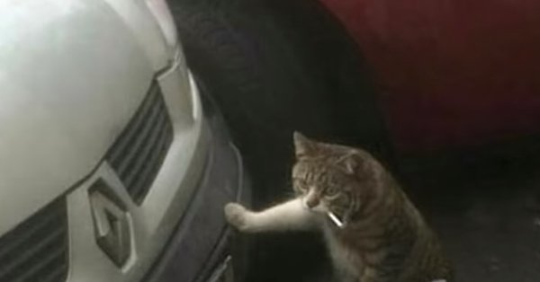 Кот с гаечным ключом и сигаретой