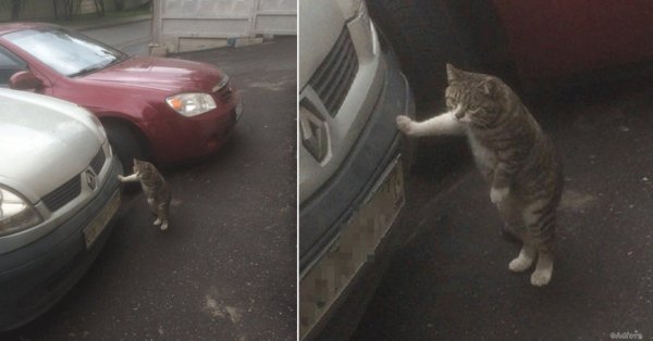 Кот оперся на машину