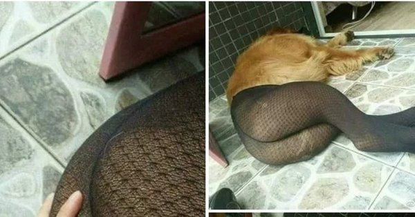 Собака в чулках