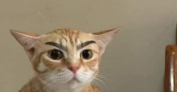 Рыжий кот с бровями