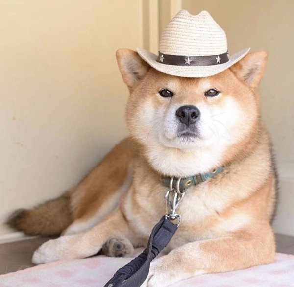 Акита-ину и сиба-ину и Шиба ину