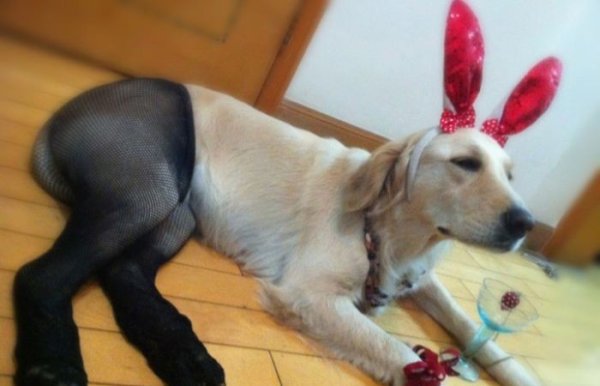 Собака в капроновых колготках