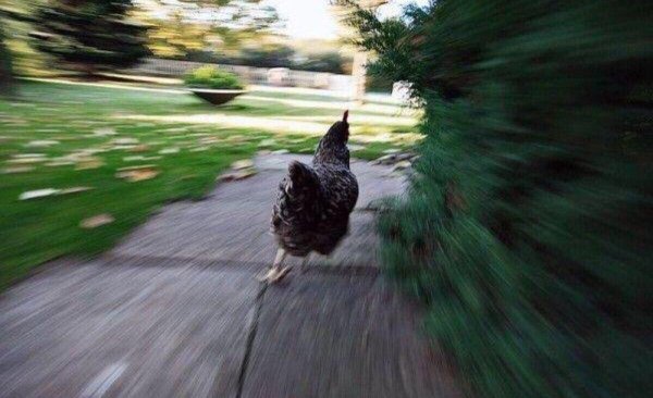 Курица бежит Мем