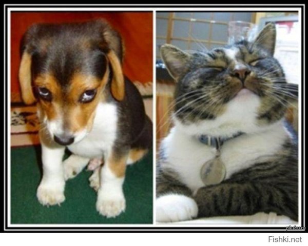 Виноватые кот и собака