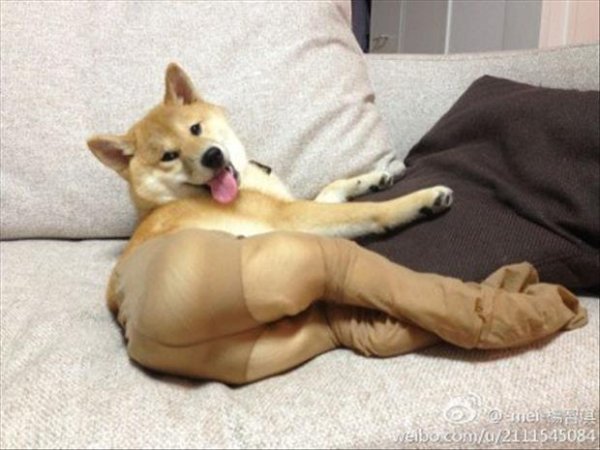 Собачий лифчик