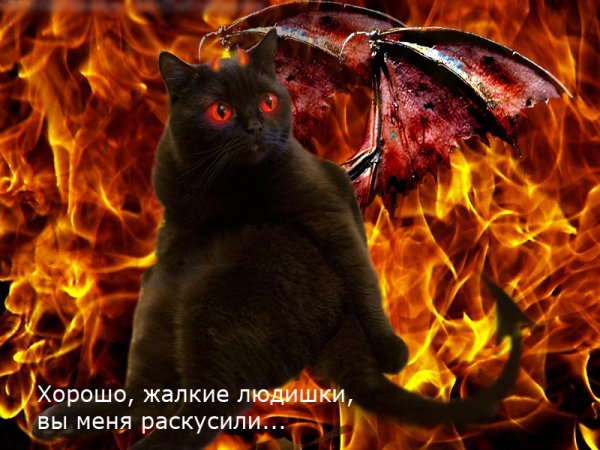 Кот сатана