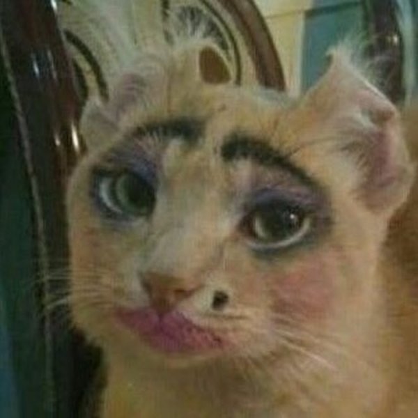 Кошка с накрашенными губами