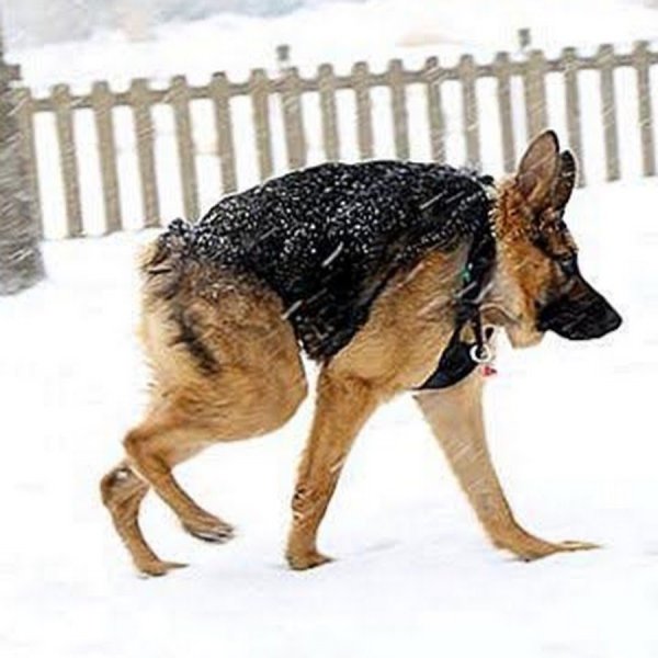 Пёс Квазимодо овчарка