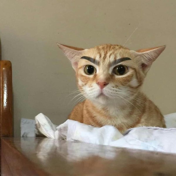Кот с бровями
