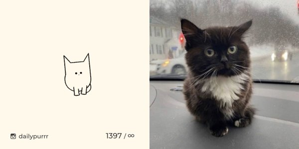 Мемы с котятами