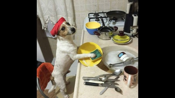 Собака повар рас рас и готово