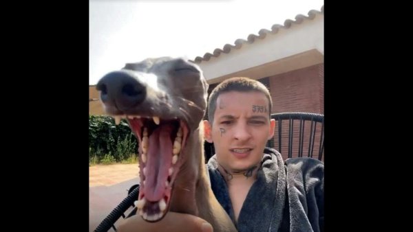 Собака кизару порода Левретка